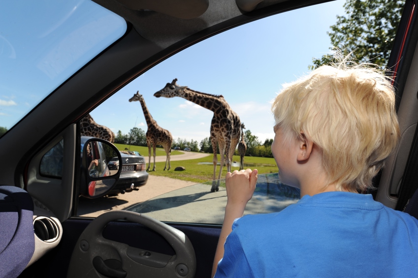 Dreng ser giraffer på safari