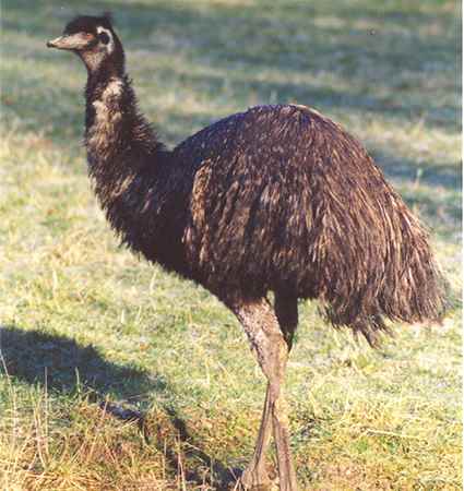 Common Emu